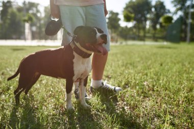 Parktaki yeşil çayırda güzel Staffordshire Boğa Teriyeri köpeğini gezdiren kısmi çocuk. İnsan ve hayvan arasındaki ilişki kavramı. Sahiplik ve evcil hayvan arkadaşlığı fikri. Güneşli yaz günü