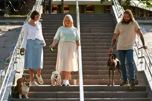 Three positive caucasian people with their dogs going down on staircase in city. Corgi, Kurzhaar and Maltese dogs. Relationship between human and animal. Owner and pet friendship. Sunny summer day