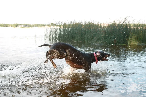 Kurzhaar dog carrying stick in mouth during running in lake or river water outdoors. Cute dog with open mouth wearing pet collar. Human friend. Pet animal lifestyle. Sunny summer day