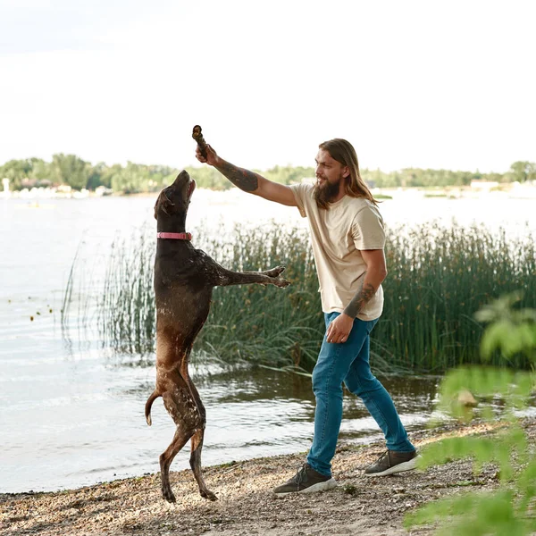Focused Caucasian Man Training His Kurzhaar Dog Catching Stick River — Stock Photo, Image