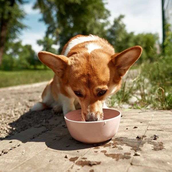 Adorable Corgi dog eating from bowl on sidewalk in blurred green park outdoors. Cute white and red hair dog. Human friend. Concept of pet animal lifestyle. Sunny summer day