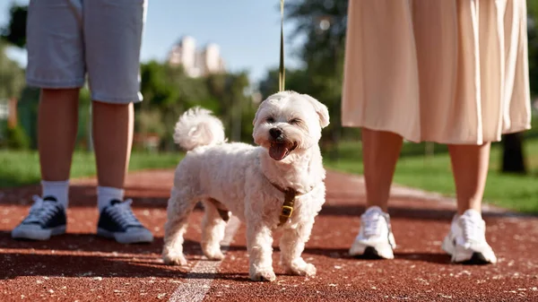 Cropped Mother Son Walking Beautiful Furry Maltese Dog Running Track — Stock Photo, Image