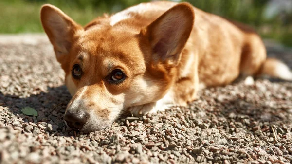 Cane Corgi Riflessivo Sdraiato Strada Sterrata Guardando Altrove Bellissimo Cane — Foto Stock