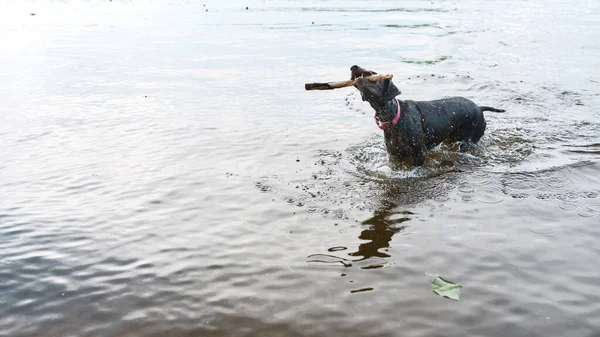 Kurzhaar dog carrying stick in mouth while going in lake or river water with waves outdoors. Adorable dog with open mouth wearing pet collar. Human friend. Pet animal lifestyle. Sunny day