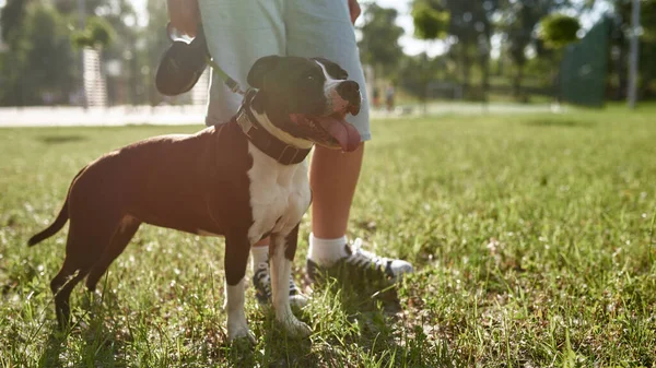 Cropped Boy Walking Her Cute Staffordshire Bull Terrier Dog Green — Stock Photo, Image