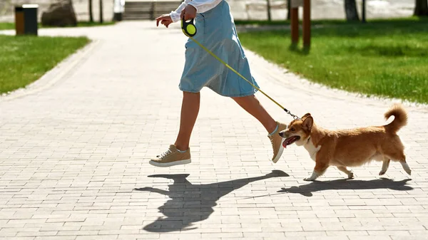 Partial Side View Girl Running Beautiful Corgi Dog Sidewalk Park — Stock Photo, Image