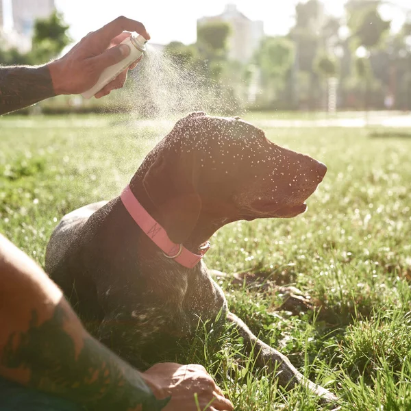 Частичный Человек Охлаждает Свою Уставшую Собаку Куржаар Водяным Спреем Зеленой — стоковое фото