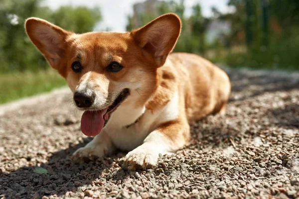 Adorabile Cane Corgi Sdraiato Strada Sterrata Guardando Altrove Focused Cane — Foto Stock