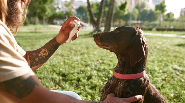 Obscure face of man cooling his Kurzhaar dog with water spray on green meadow in park. Concept of relationship between human and animal. Idea of owner and pet friendship. Hot sunny summer day