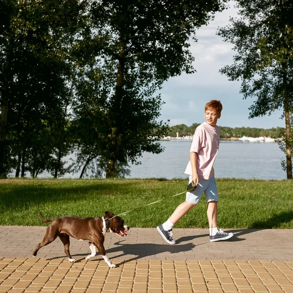 Side View Caucasian Boy Walking Staffordshire Bull Terrier Dog Sidewalk — Stock Photo, Image