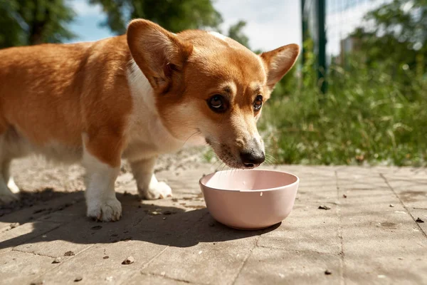Beautiful Corgi dog eating from bowl on sidewalk in blurred green park outdoors. Focused white and red hair dog looking away. Human friend. Pet animal lifestyle. Sunny summer day