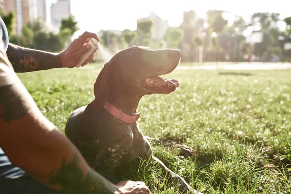 Cropped Man Tattoos Cooling His Kurzhaar Dog Water Spray Green — Stock Photo, Image