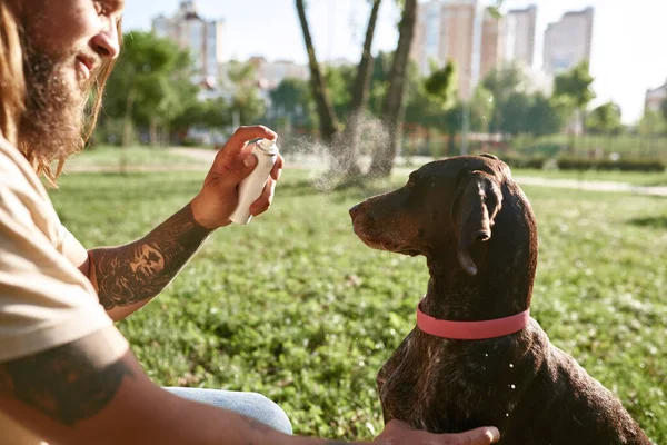 Obscure face of bearded man cooling his Kurzhaar dog with water spray on green lawn in park. Concept of relationship between human and animal. Idea of owner and pet friendship. Hot sunny summer day