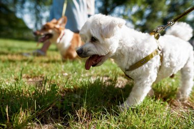 Sahibi ve Corgi köpeğiyle parkta yeşil çayırda yürüyen tüylü Maltese köpeğinin ön planına odaklan. İnsan ve hayvan arasındaki ilişki. Sahibi ve evcil hayvan arkadaşlığı. Güneşli bir gün