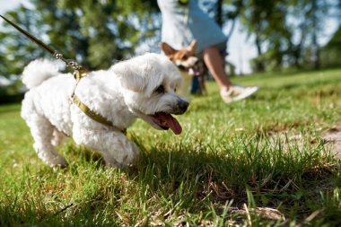 Park alanındaki yeşil çimlerde sahibi ve diğer bulanık insanlarla yürüyen sevimli tüylü Maltese köpeğinin ön planına odaklan. İnsan ve hayvan arasındaki ilişki. Sahibi ve evcil hayvan arkadaşlığı. Güneşli bir gün