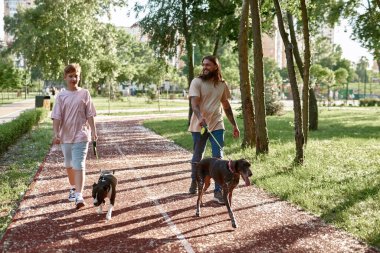 Kurzhaar 'ın beyaz babası ve Staffordshire Bull Terrier köpeğinin oğlu parkta koşu pistinde yürüyor. Aile ilişkisi ve babalık. Sahibi ve evcil hayvan arkadaşlığı. Dışarıda dinlenme ve dinlenme.
