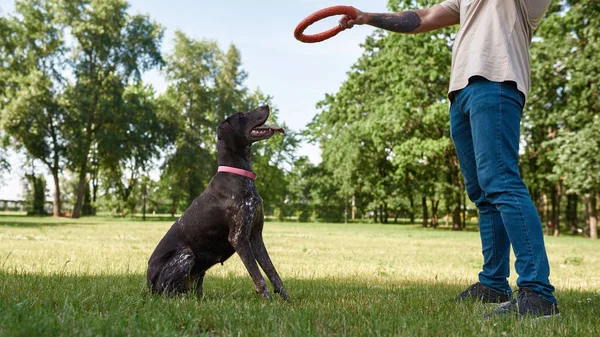 Partial Man Tattoos Training Kurzhaar Dog Catching Rubber Ring Green — Stock Photo, Image