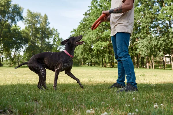 Cropped Man Training His Kurzhaar Dog Catching Rubber Ring Green — Stock Photo, Image