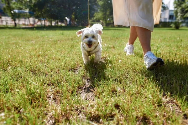 Partial Girl Walking Her Cute Furry Maltese Dog Green Meadow — Stock Photo, Image