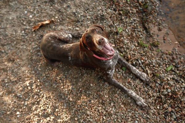 Top view of Kurzhaar dog lying and resting on ground with pebbles outdoors. Adorable dog with open mouth wearing pet collar looking up. Human friend. Pet animal lifestyle. Sunny day