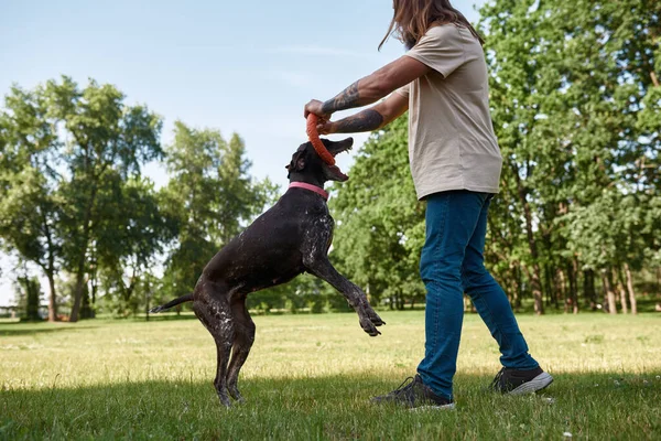 Hairy Man Training Jumping Kurzhaar Dog Catching Rubber Ring Green — Stock Photo, Image