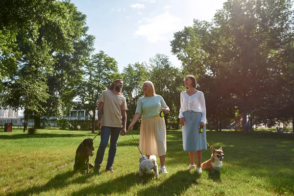 Three Positive Caucasian People Walking Dogs Green Meadow Park Corgi — Stock Photo, Image