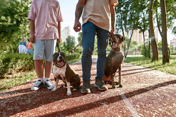 Partial View Father Kurzhaar Son Staffordshire Bull Terrier Dog Walking — Stock Photo, Image