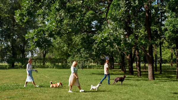 Pohled Tři Bělochy Kteří Venčí Své Psy Zeleném Trávníku Parku — Stock fotografie