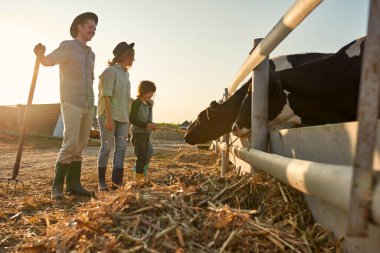 Anne ve babanın, çiftlikteki çayırlarda süt ineklerini kuru mısırla besleyen kızlarına ve oğullarına bakışları. Genç Avrupalı aile. Modern hippi kırsal yaşam tarzı. Tarım. Güneşli bir gün