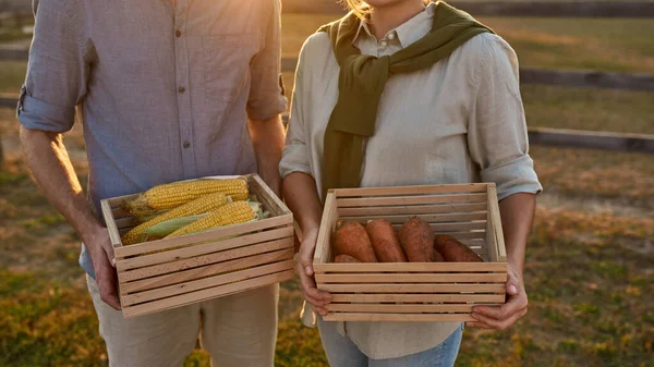 Partial view of farmer couple holding wooden baskets with organic corn and carrot in village or ranch. Fresh eco harvest. Modern farm lifestyle. Agriculture. Countryside landscape. Sunset time