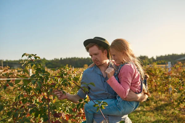 Caucasian focused father holding little daughter in arms and checking fruit plant leaves and branches in countryside garden. Modern hipster farm family lifestyle. Ecological agriculture. Sunny day