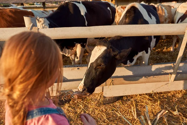 Vista Trasera Recortada Niña Rubia Alimentando Vaca Con Maíz Seco —  Fotos de Stock