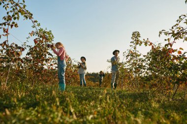 Genç Avrupalı aile, kırsal alandaki meyve yapraklarını ve dallarını kontrol ediyor. Baba, anne ve iki çocuk. Takım çalışması. Modern hippi çiftlik aile yaşam tarzı. Ekolojik tarım. Güneşli bir gün