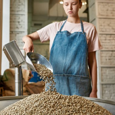 Genç beyaz kadın işçi ya da barista taze organik yeşil kahve çekirdeklerini metal öğütücüyle dolduruyor. Kahve yapımı ve üretimi. Küçük bir iş. Modern üretim ekipmanları