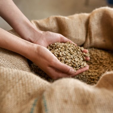 Cropped of female worker or farmer hands holding taking green coffee beans over textile sack. Coffee process making and production. High quality fresh natural organic coffee grains for export