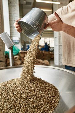 Kısmi erkek işçi fabrikaya metal öğütücüde kovayla taze organik kahve çekirdeği döküyor. Kahve yapımı ve üretimi. Küçük bir iş. Modern üretim ekipmanları