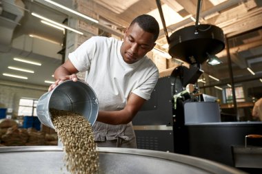 Genç siyah erkek işçi ya da barista metal öğütücüye kovayla doğal organik yeşil kahve çekirdekleri döküyor. Kahve yapımı ve üretimi. Küçük bir iş. Modern üretim ekipmanları