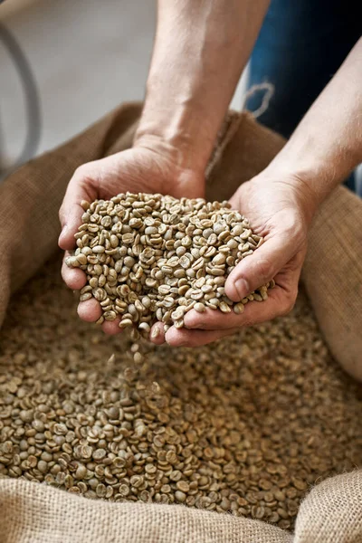 Cropped of male worker or farmer hand palms holding green coffee beans over sack. Coffee process making and production. High quality fresh natural organic coffee grains