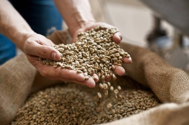 Close up of partial male worker or farmer holding green coffee beans in hand palms over sack. Coffee process making and production. High quality fresh natural organic coffee grains