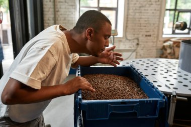 Siyah erkek baristanın kavrulmuş kahve çekirdeklerini plastik sepette içine çekişi. Kahve yapımı ve üretimi. Küçük bir iş. Gözü kapalı genç adam kahve kızartıcılarını kontrol ediyor.