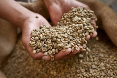 Close up of cropped male worker or farmer holding green coffee beans in hand palms over textile sack. Coffee process making and production. High quality fresh natural organic coffee grains