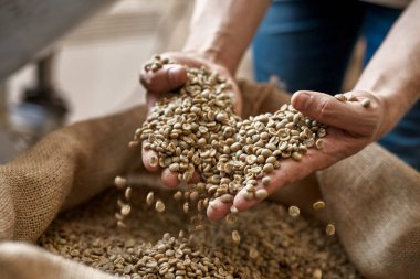 Close up of partial male worker or farmer taking green coffee beans in hand palms from sack. Coffee process making and production. High quality fresh natural organic coffee grains