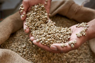 Close up of cropped male worker or farmer holding green coffee beans in hands over textile sack. Coffee process making and production. High quality fresh natural organic coffee grains