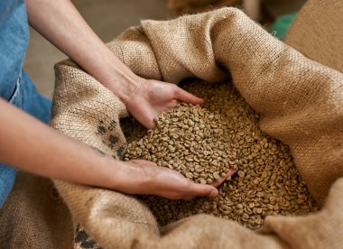 Partial of female worker or farmer hands taking green coffee beans from textile sack. Coffee process making and production. High quality fresh natural organic coffee grains. Coffee seeds for export