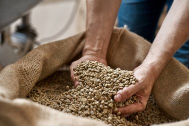 Cropped of male worker or farmer taking green coffee beans in hand palms from textile sack. Coffee process making and production. High quality fresh natural organic coffee grains