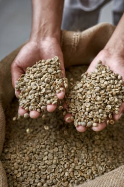 Partial of male worker or farmer holding green coffee beans in hand palms over textile sack. Coffee process making and production. High quality fresh natural organic coffee grains
