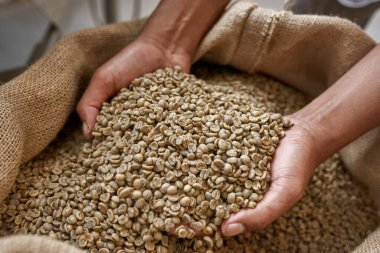 Tekstil torbasından yeşil kahve çekirdeği alan erkek işçi ya da çiftçi elleri. Kahve yapımı ve üretimi. Yüksek kaliteli taze organik kahve taneleri.