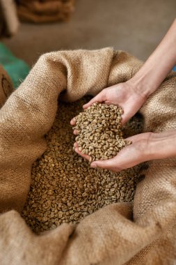 Top view of partial female worker or farmer hands holding green coffee beans over textile sack. Coffee process making and production. High quality fresh natural organic coffee grains for export
