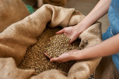 Cropped of female worker or farmer hands taking green coffee beans from textile sack. Coffee process making and production. High quality fresh natural organic coffee grains. Coffee seeds for export