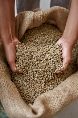 Partial top view of male worker or farmer hands taking green coffee beans from textile sack. Coffee process making and production. High quality fresh natural organic coffee grains